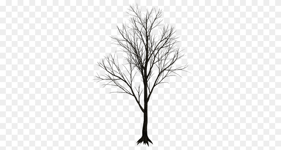 Tree, Plant, Nature, Night, Outdoors Free Png
