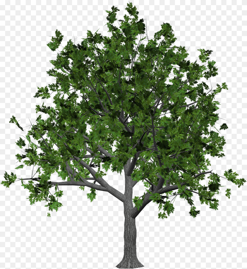 Tree, Leaf, Oak, Plant, Sycamore Png Image
