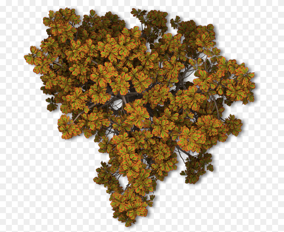 Tree 44 Chestnut Autumn Fall Autumn Tree Plan, Pattern, Sycamore, Oak, Plant Free Png