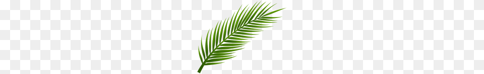 Tree, Green, Leaf, Plant, Fern Free Transparent Png