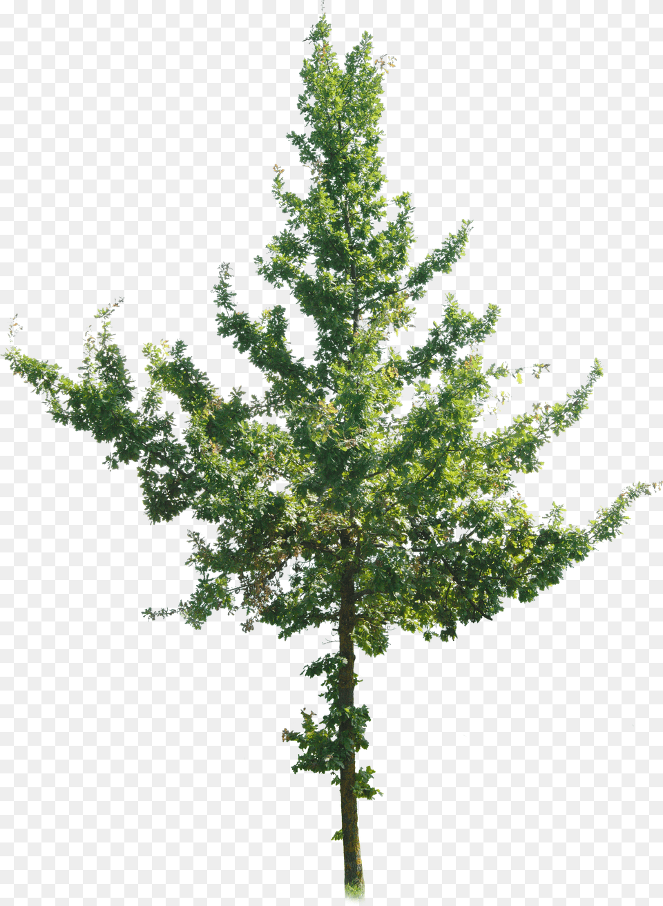 Tree 4k Cut Out Free Transparent Png