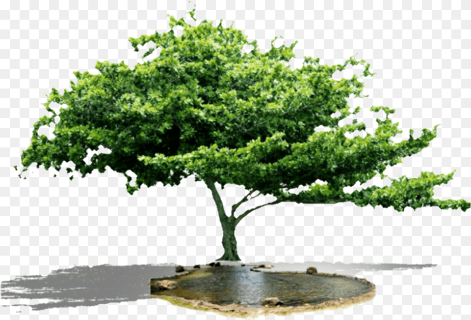 Tree, Oak, Plant, Potted Plant, Sycamore Free Transparent Png