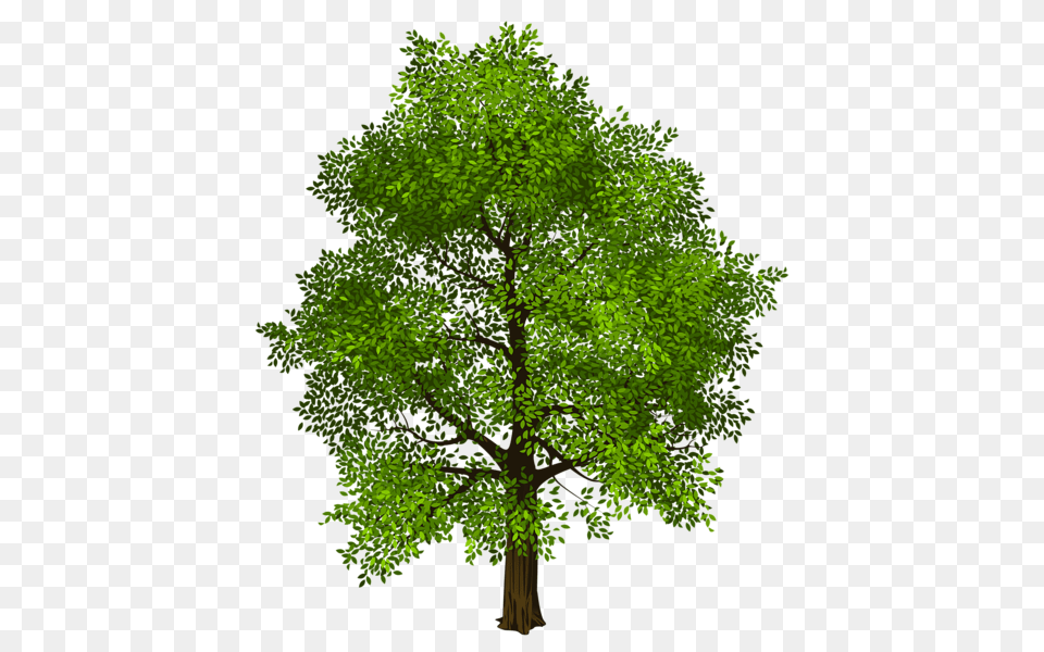 Tree, Plant, Oak, Sycamore, Tree Trunk Free Png Download