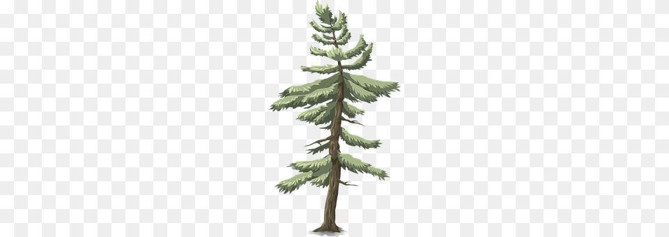 Tree Conifer, Fir, Pine, Plant Png