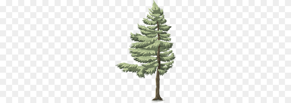 Tree Conifer, Fir, Pine, Plant Free Transparent Png
