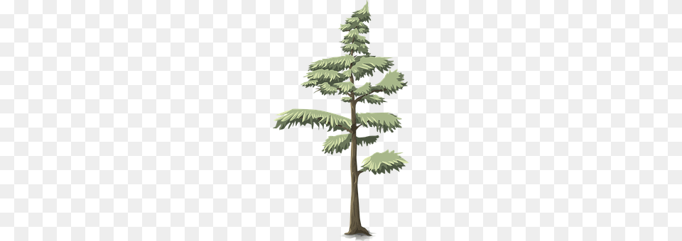 Tree Conifer, Fir, Pine, Plant Free Png Download