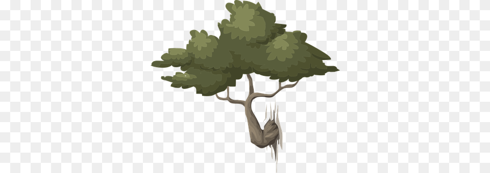 Tree Plant, Sycamore, Vegetation, Oak Png