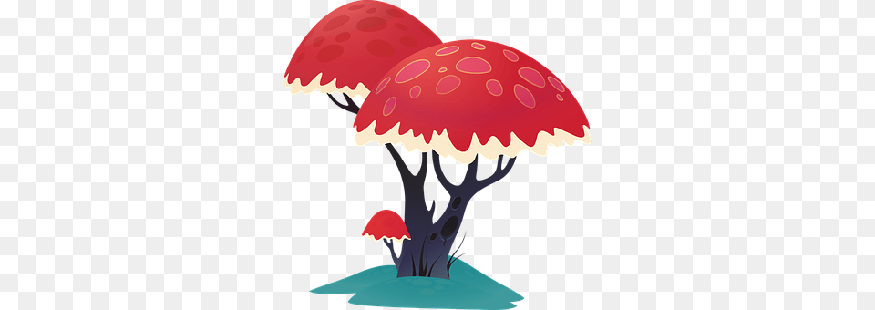 Tree Fungus, Mushroom, Plant Png