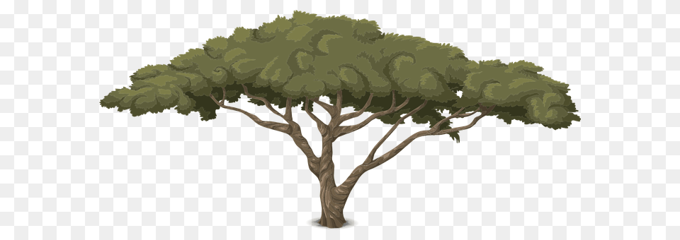 Tree Plant, Sycamore, Oak, Potted Plant Png Image
