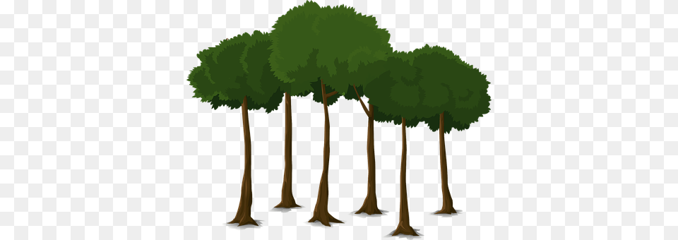 Tree Grove, Land, Nature, Outdoors Free Png Download