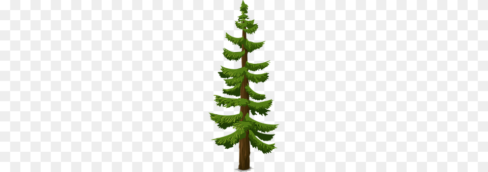 Tree Conifer, Fir, Pine, Plant Free Png