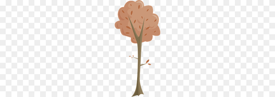 Tree Flower, Plant, Carnation, Anther Png