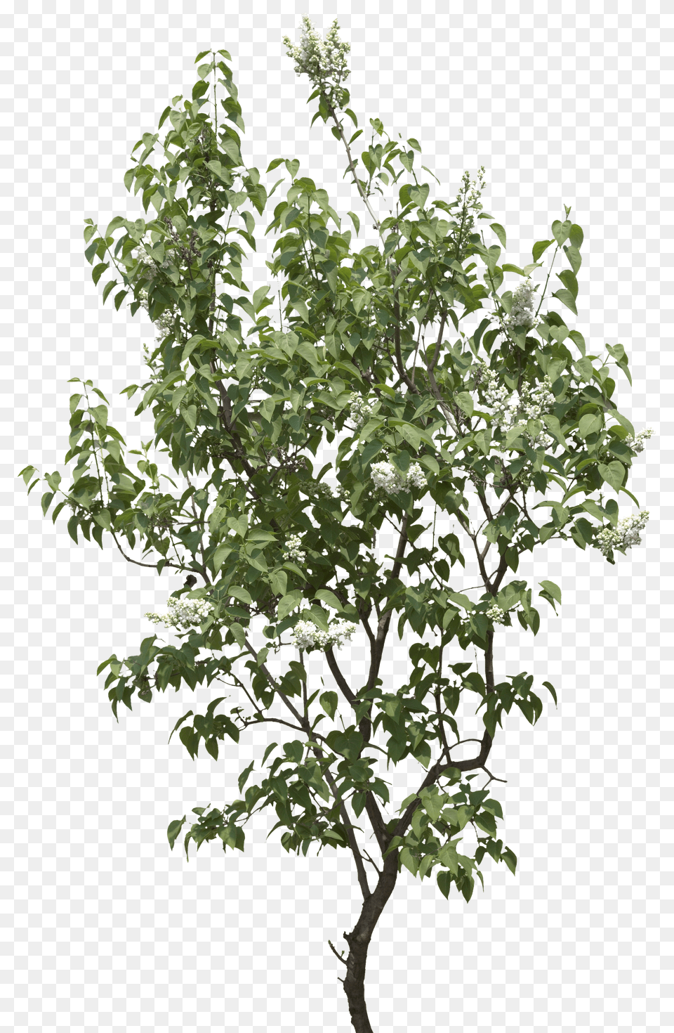 Tree, Flower, Plant, Lilac Png Image