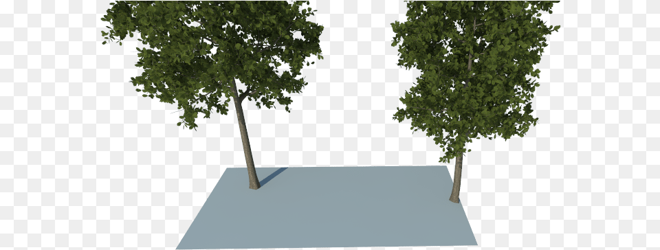 Tree, Oak, Plant, Sycamore, Tree Trunk Png Image