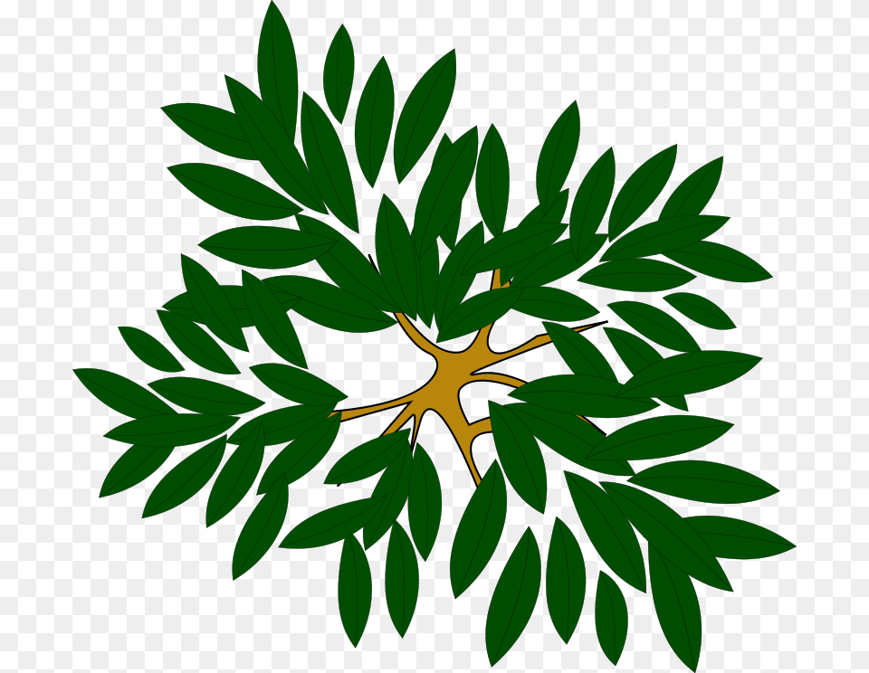 Tree, Green, Plant, Vegetation, Leaf Free Png Download