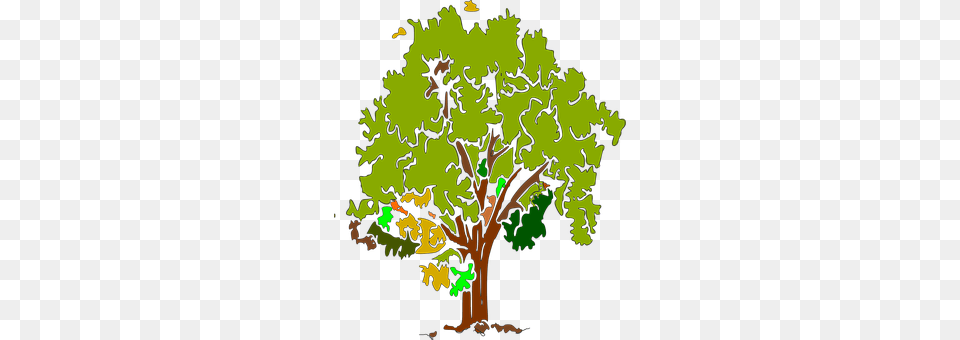 Tree Oak, Plant, Sycamore, Art Png