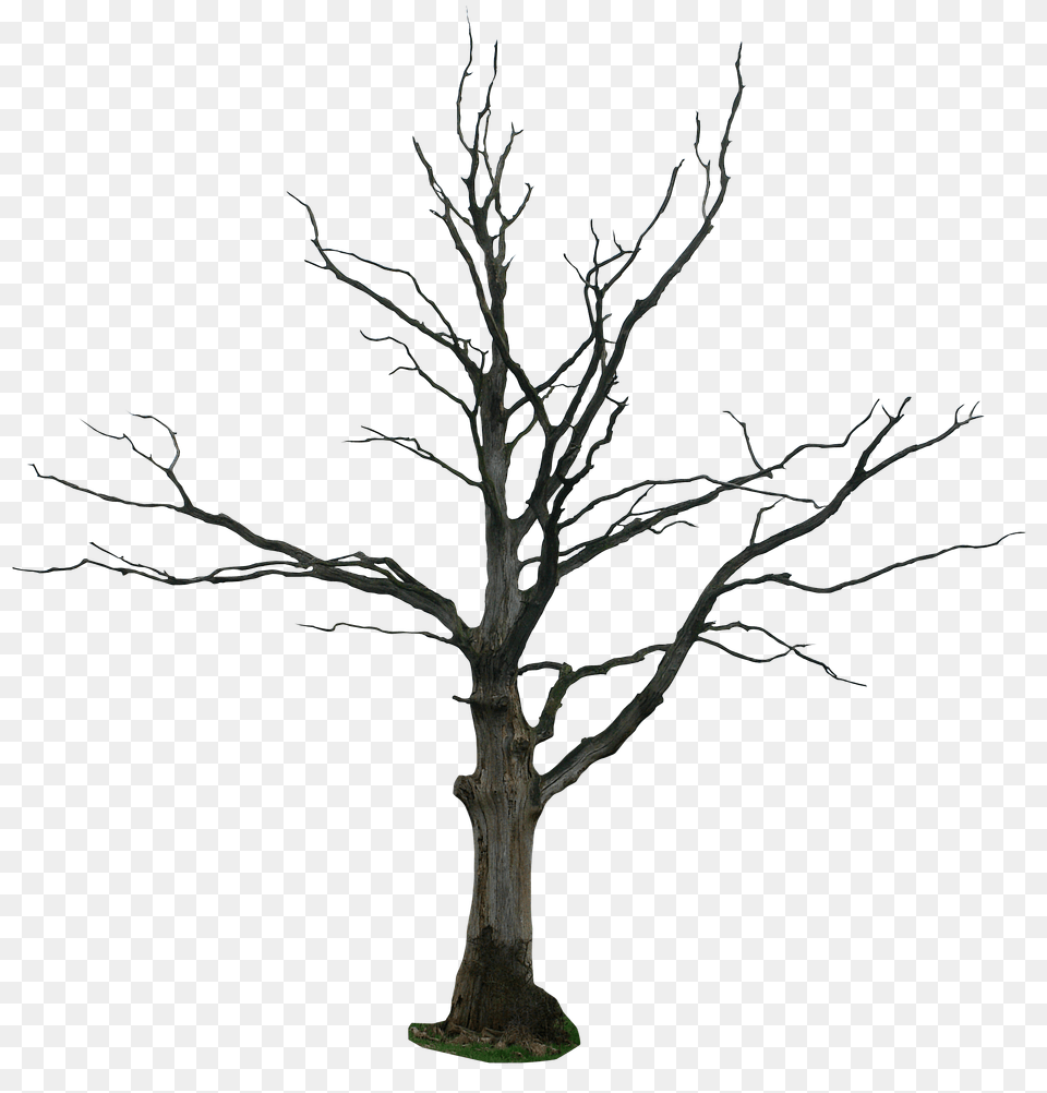 Tree, Plant, Tree Trunk, Potted Plant Free Png