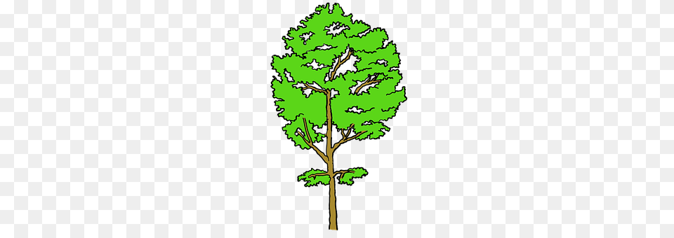 Tree Plant, Oak, Sycamore, Conifer Free Transparent Png