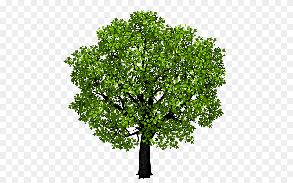 Tree, Green, Vegetation, Oak, Sycamore Free Png