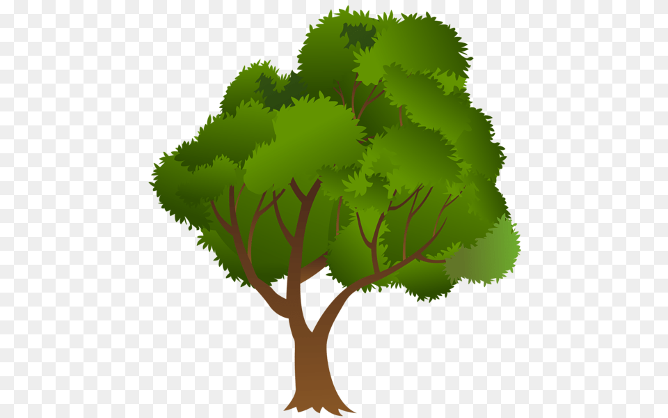 Tree, Plant, Oak, Sycamore, Vegetation Free Png