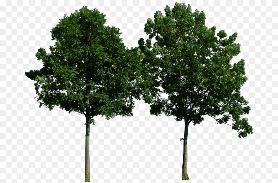 Tree, Oak, Plant, Sycamore, Tree Trunk Png