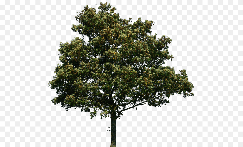 Tree, Oak, Plant, Sycamore, Tree Trunk Free Png