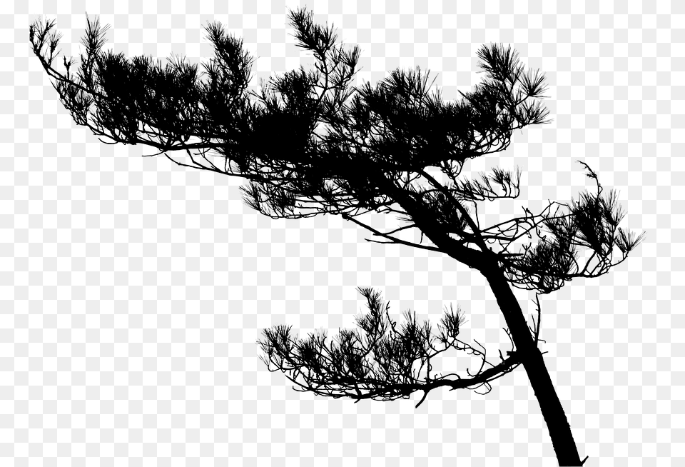 Tree 960 720 Silhouette Of Tree Branches In High Resolution, Weather, Plant, Outdoors, Nature Free Png Download