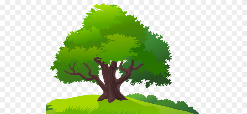 Tree, Green, Plant, Vegetation, Conifer Free Png