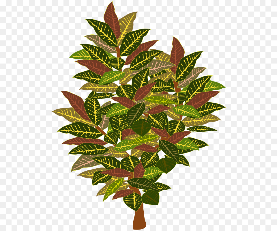 Tree, Leaf, Plant, Potted Plant, Vegetation Free Png