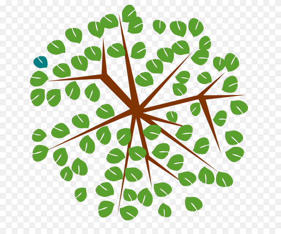 Tree, Leaf, Plant, Nature, Outdoors Free Png Download