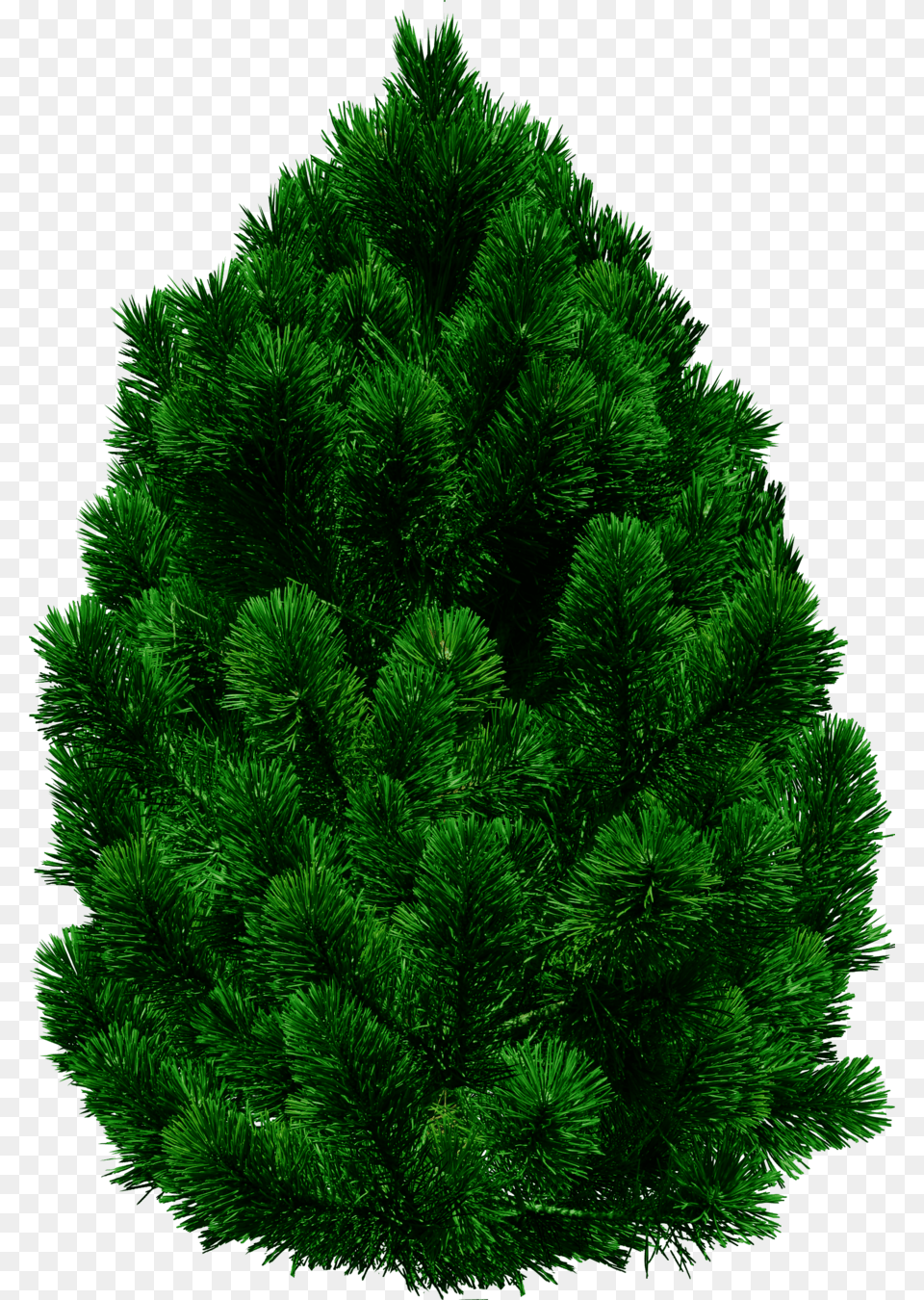 Tree, Pine, Vegetation, Plant, Fir Free Transparent Png