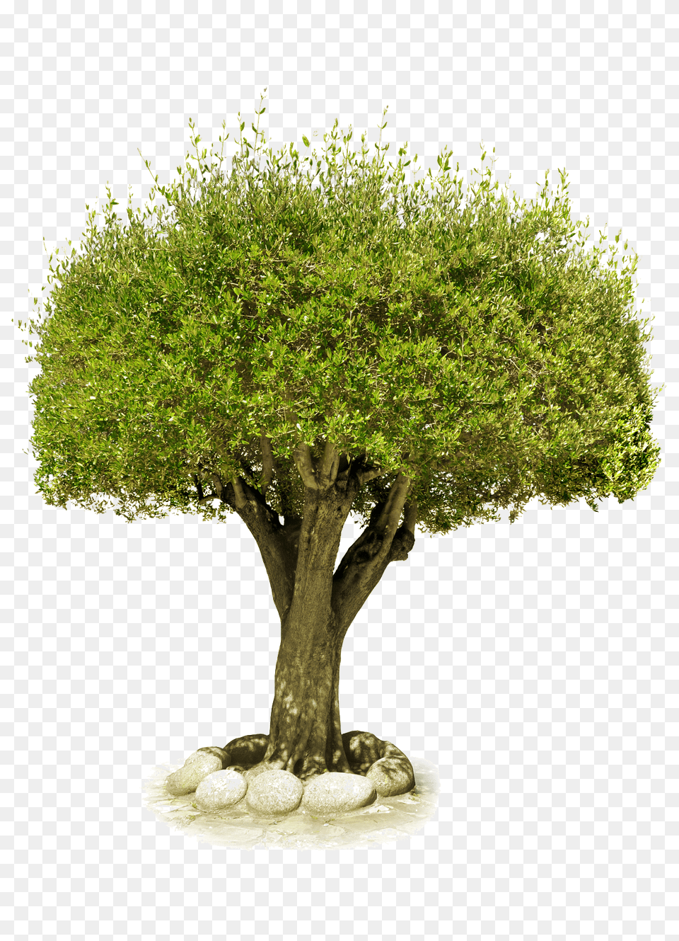 Tree, Plant, Tree Trunk, Vegetation, Potted Plant Free Png