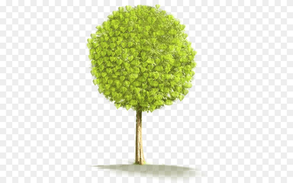 Tree, Oak, Plant, Sycamore, Maple Png
