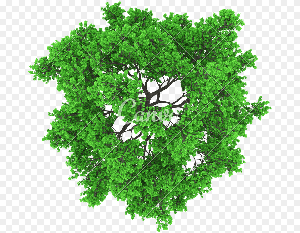 Tree Aerial View Tree Aerial View, Green, Vegetation, Land, Nature Png Image