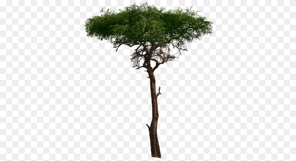 Tree Aesthetic Foliage Burkea Africana African African Tree, Plant, Potted Plant, Tree Trunk, Oak Png