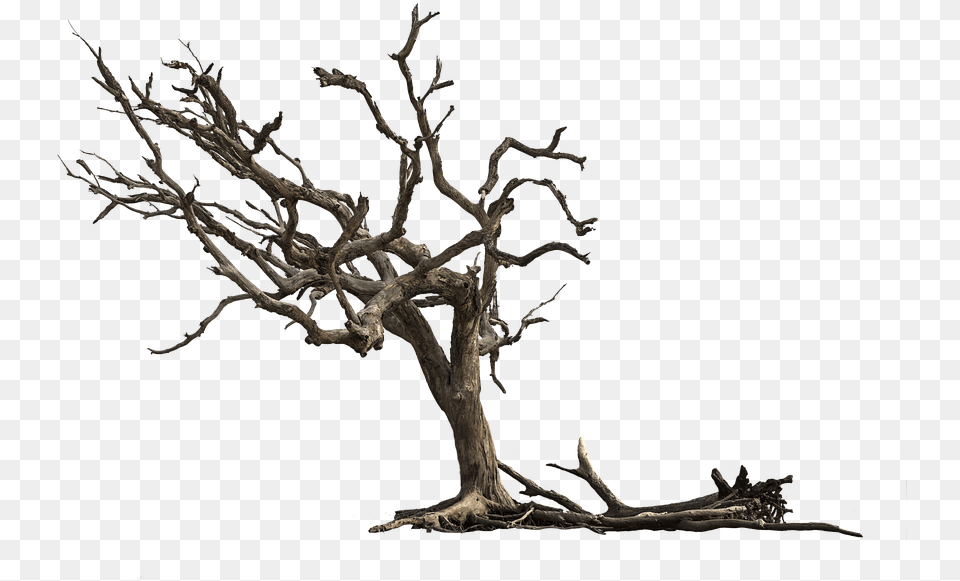 Tree Aesthetic Nature Isolated Gnarled Branches Dead Tree, Plant, Wood, Driftwood Free Transparent Png