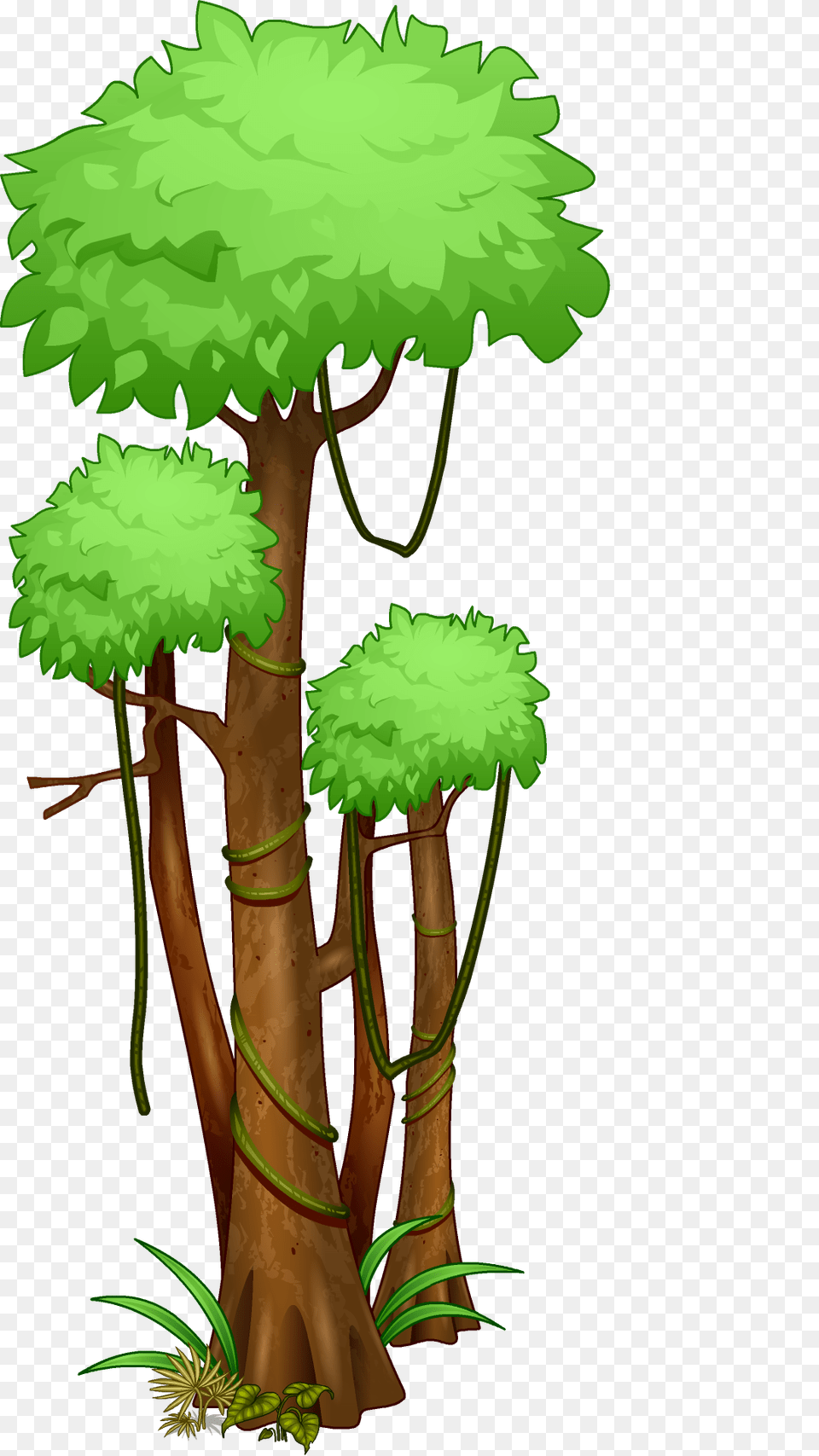 Tree Amazon Rainforest Jungle Tropical Rainforest, Vegetation, Green, Plant, Tree Trunk Png Image