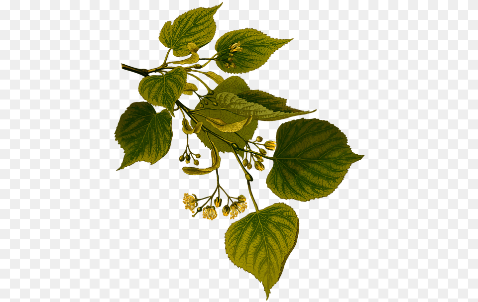 Tree And Herb Fulla De Til Ler, Herbal, Herbs, Leaf, Plant Png