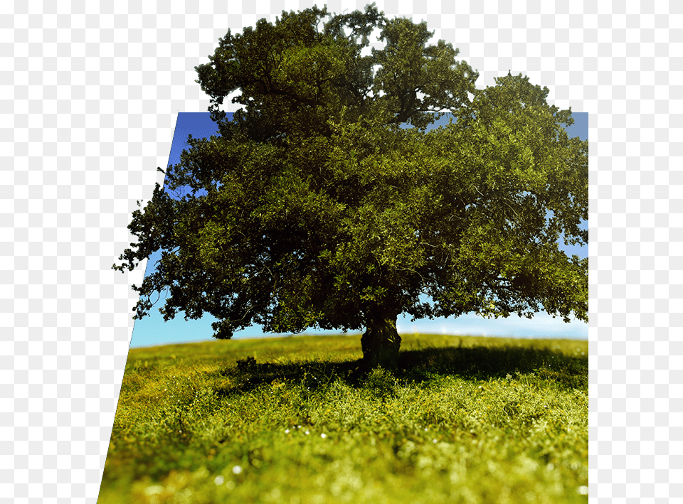 Tree And Nature High Quality Pictures Trees, Tree Trunk, Field, Grassland, Plant Free Transparent Png