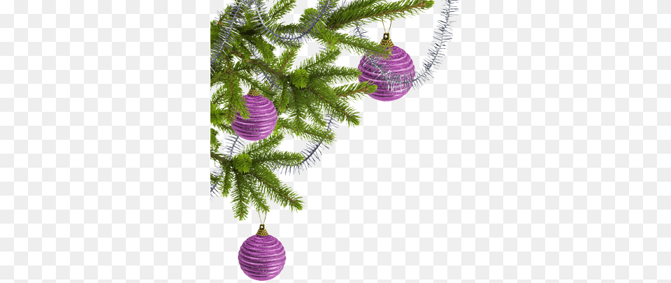 Tree And Ornaments Christmas Photo Corner, Plant, Christmas Decorations, Festival, Christmas Tree Free Transparent Png