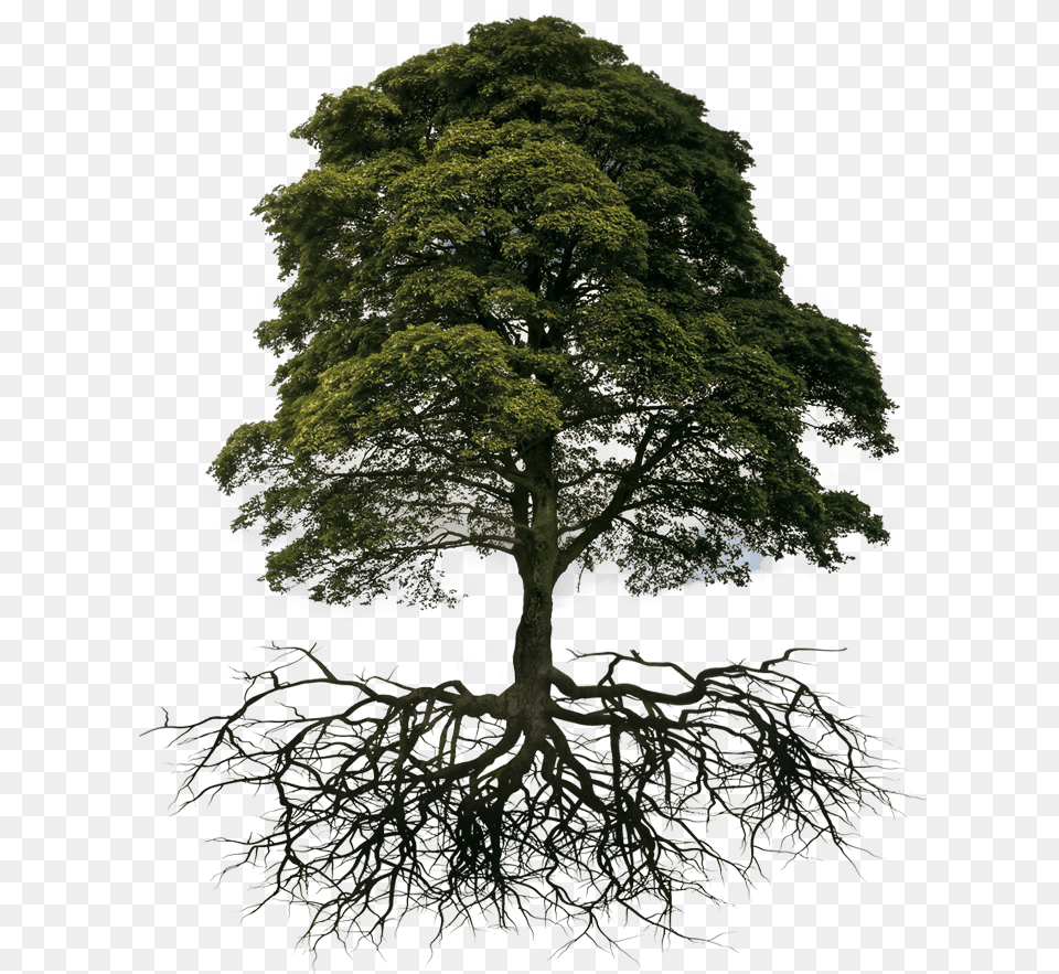 Tree And Root Tree With Root, Plant, Tree Trunk, Oak, Sycamore Free Transparent Png