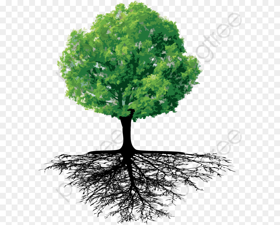 Tree And Roots, Leaf, Oak, Plant, Sycamore Png Image