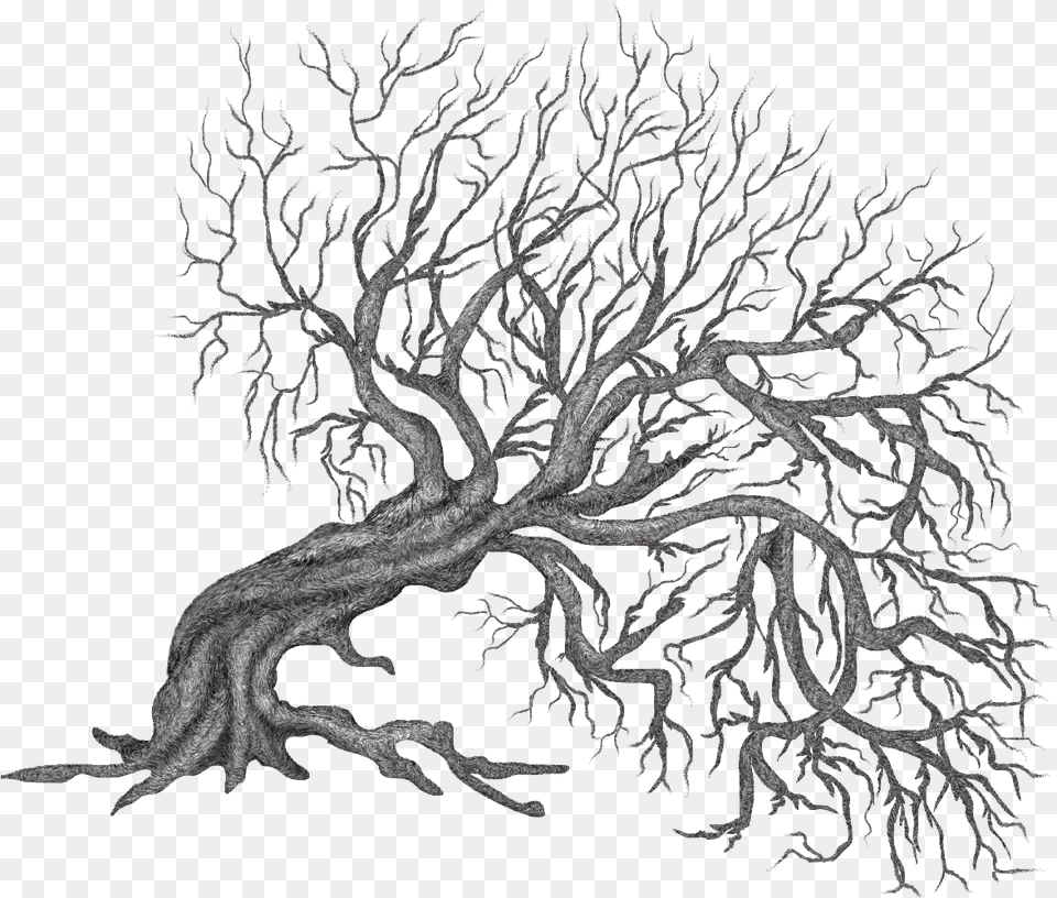 Tree And Roots Clipart Vector Freeuse Winter Trees Black And White Paintings Tripy Tree, Plant, Root, Art, Drawing Png Image