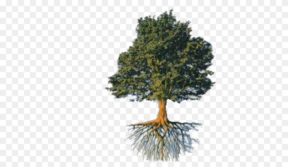 Tree And Roots Ford Doolittle Reticulated Tree, Oak, Sycamore, Plant, Vegetation Free Transparent Png