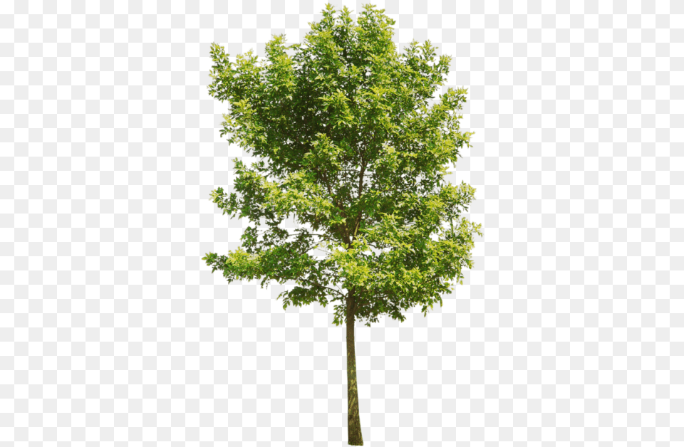 Tree And Vectors For Dlpngcom Background Aspen Tree, Leaf, Maple, Oak, Plant Free Transparent Png