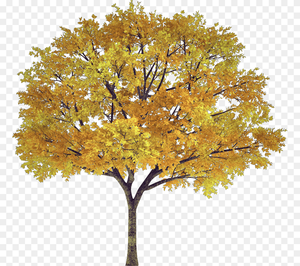 Tree Arbol Frondoso Leafy Follaje Foliage Autumn Autumn Tree, Leaf, Maple, Plant, Tree Trunk Free Png