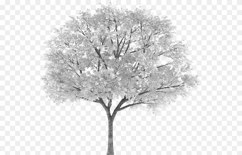 Tree Arbol Snowy Nevado White Blanco Sauce Willow Frond Transparent Background Autumn Tree, Weather, Plant, Outdoors, Nature Free Png