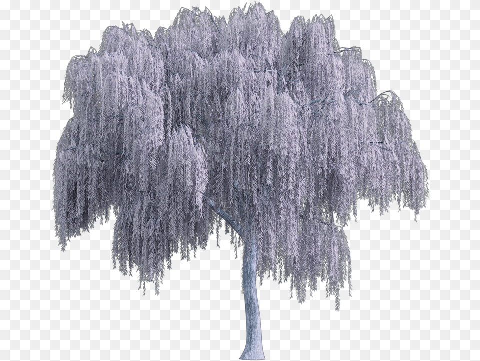 Tree Arbol Snowy Nevado White Blanco Sauce Willow Weeping Willow Tree, Plant Free Png