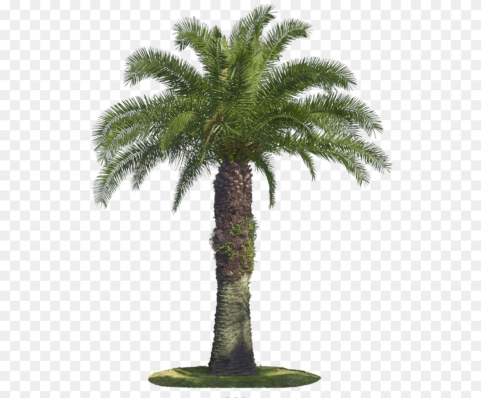 Tree Arecaceae Coconut Palm Tree Image, Palm Tree, Plant Free Transparent Png
