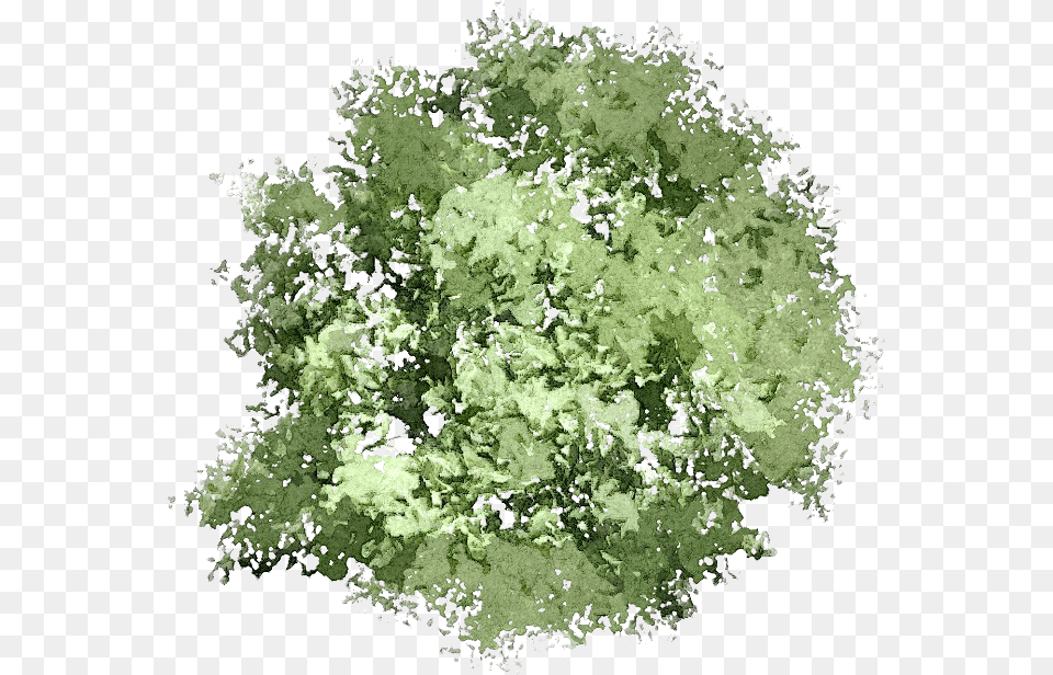 Tree Art Plan, Oak, Plant, Sycamore, Herbal Png Image